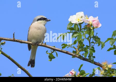 Neuntöter, Shrike (Lanus collurio) sitzt auf einem Zweig, Foto Stock