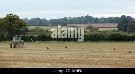 Un gregge di aquiloni rossi segue un trattore agricolo che tira Un erpice in Inghilterra di Oxfordshire Foto Stock