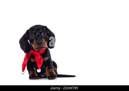 Adorabile nero e marrone Dachshund aka Teckel cane cucciolo con un nastro di vevet rosso intorno al collo, seduto di fronte. Guardando verso la fotocamera. Isolato Foto Stock