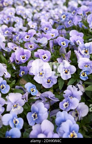Viola williamsii fiori colorati Foto Stock