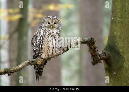 Habichtskauz, (Strix uralensis), Ural Owl Foto Stock