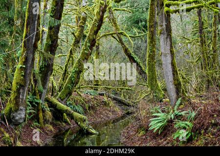Moss Covered Big Leaf Maple Tree Branches, Squamish River Valley, British Columbia, Canada Foto Stock
