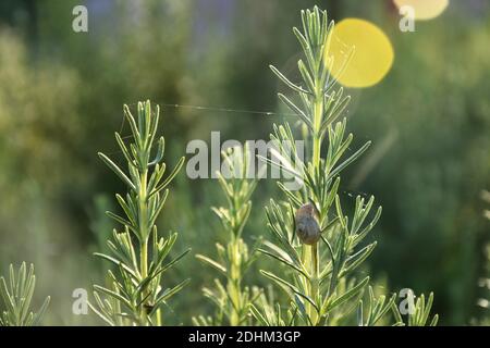 Particolare di pianta di rosmarino (Salvia rosmarinus) in giornata di sole, con lumaca e ciottoli. Foto Stock