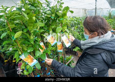 Donna che indossa la copertura del viso guardando Citrus reticulata albero arancione nel giardino centro. Foto Stock