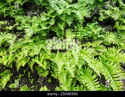 Felci che crescono su muro di pietra a secco vicino al villaggio di Valleseco nelle montagne di Gran Canaria, Isole Canarie, Spagna. Foto Stock