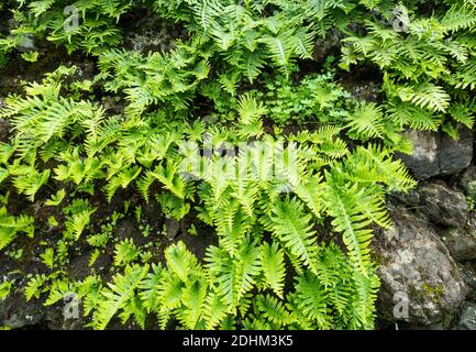 Felci che crescono su muro di pietra a secco vicino al villaggio di Valleseco nelle montagne di Gran Canaria, Isole Canarie, Spagna. Foto Stock