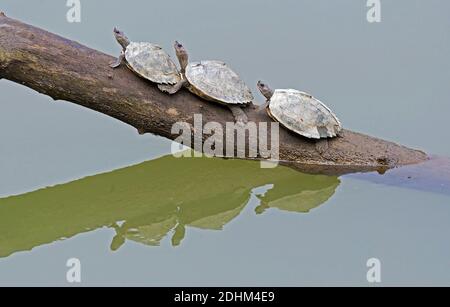 La tartaruga coperta in via di estinzione Assam (Pangshura sylhetensis) dal fiume Diflu in Kaziranga, Assam, India. Foto Stock