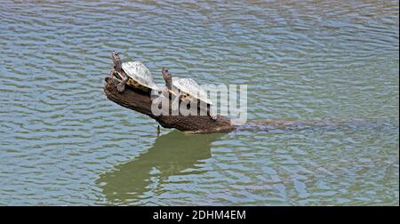 La tartaruga coperta in via di estinzione Assam (Pangshura sylhetensis) dal fiume Diflu in Kaziranga, Assam, India. Foto Stock