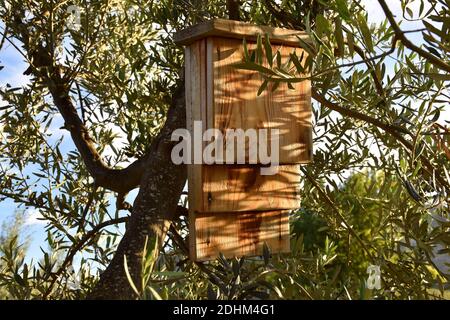 Casa per pipistrelli in uso appesi all'ulivo. Foto Stock