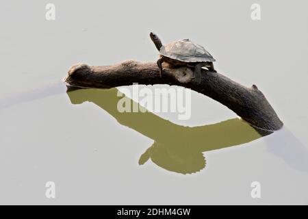 La tartaruga coperta in via di estinzione Assam (Pangshura sylhetensis) dal fiume Diflu in Kaziranga, Assam, India. Foto Stock