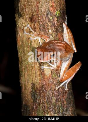 Rana di Collett (Polypedate colletti) dal Parco Nazionale Tanjung Puting, Kalimantan, Borneo Foto Stock