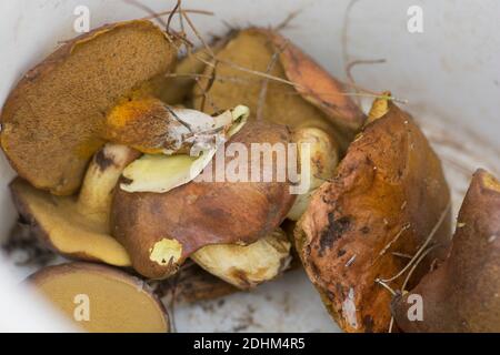 Un secchio pieno di funghi appena raccolti 'piangenti Bolete' (Suillus collinitus), funghi commestibili trovati in pinete. Israele Foto Stock