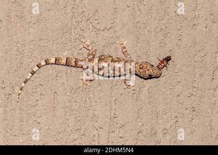 Casa tropicale gecko (Hemidactylus mabouia) che si nutre di insetti a Zimanga, Sudafrica. Foto Stock