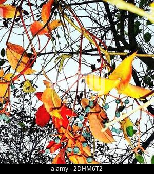 Colourful ivy leaves. Autumn leaves in yellow, orange and red colours. Ivy branches in fall. Foto Stock