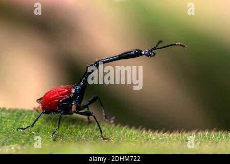 Giraffa maschile weivil (Trachelohorus giraffa) dal Parco Nazionale Andasibe, Madagascar Foto Stock