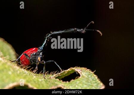 Giraffa maschile weivil (Trachelohorus giraffa) dal Parco Nazionale Andasibe, Madagascar Foto Stock