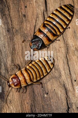 Coppia di scarafaggi malgascia (Gromphadorhina portentosa, maschio in alto) da Berenty, Madagascar meridionale. Foto Stock
