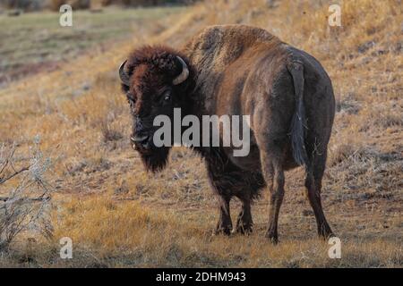 Bison, un'icona delle grandi pianure, nelle praterie del Theodore Roosevelt National Park vicino a Medora, North Dakota, USA Foto Stock