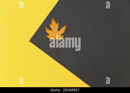 Colore del 2021 anno 13-0647 illuminante e grigio. Astratto sfondo geometrico giallo e grigio con una foglia di acero arancione caduto in colore 2021 Foto Stock