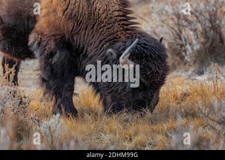 Bison, un'icona delle grandi pianure, nelle praterie del Theodore Roosevelt National Park vicino a Medora, North Dakota, USA Foto Stock