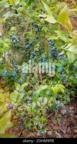 Coltivando mirtilli organici in letti di legno rialzati con pacciame di corteccia di pino in un giardino domestico. Grande raccolta di frutti di bosco freschi su una macchia di mirtillo nella somma Foto Stock