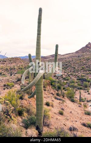 Grandi e molto vecchi cactus saguaro a Picketpost Mountain, le superstizioni, Arizona Foto Stock