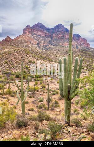 Grandi e molto vecchi cactus saguaro a Picketpost Mountain, le superstizioni, Arizona Foto Stock