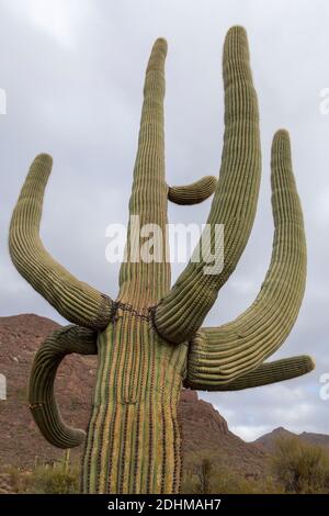 Primo piano di un grande e molto vecchio cactus Saguaro (Carnegiea gigantea) in Organ Pipe Cactus National Monument, Arizona meridionale Foto Stock