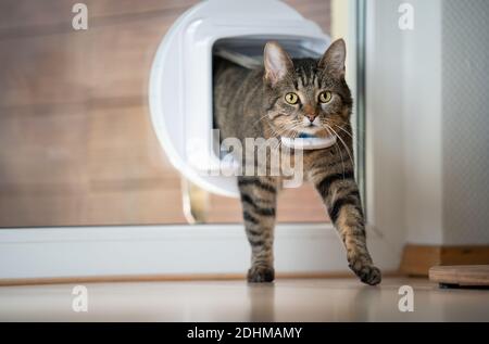 tabby gatto domestico che viene a casa entrando stanza attraverso il lembo di gatto in finestra guardando avanti indossando gps tracker sul collare Foto Stock