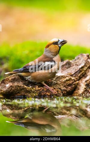 Primo piano di un maschio hawfinch, Coccothraustes coccothraustes, uccello appollaiato su legno. Messa a fuoco selettiva, luce naturale Foto Stock