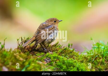 Rapina europea (Erithacus rubecula) pulcino arroccato in una foresta Foto Stock