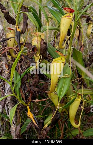 Piante di caraffa (madagascarienze di Nephentes) con caraffe giovani e vecchi nelle zone umide vicino al Palmarium Resort, Madagascar orientale. Foto Stock