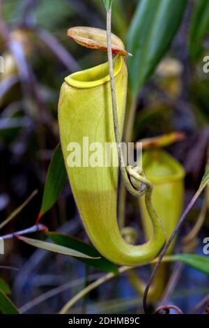 Giovane caraffa della pianta di caraffa (madagascariences di Nephentes) alle zone umide vicino al Palmarium Resort, Madagascar orientale. Foto Stock