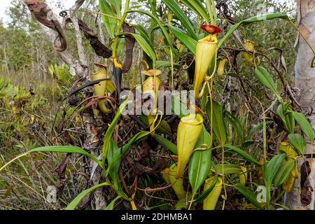 Piante di caraffa (madagascarienze di Nephentes) con caraffe giovani e vecchi nelle zone umide vicino al Palmarium Resort, Madagascar orientale. Foto Stock