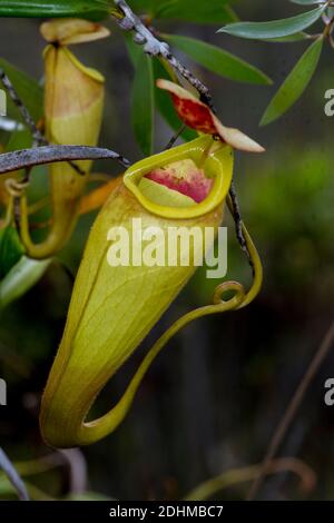 Piante di caraffa (madagascarienze di Nephentes) nelle zone umide vicino al Palmarium Resort, Madagascar orientale. Foto Stock