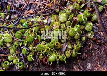 Grappolo di falde di terra da Nephentes ampullaria nel Parco Nazionale di Kubah, Sarawak, Borneo. Foto Stock