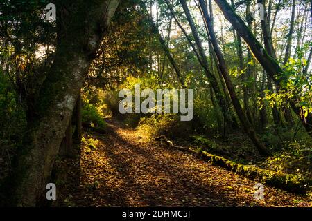 Autunno Tramonto lungo sentieri escursionistici nel Pacifico nord-occidentale Foto Stock