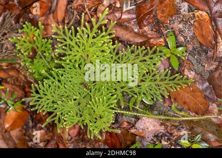 Selaginella sp. (Forse S. plana) dal Parco Nazionale Tanjung Puting, Kalimantan, Borneo (Indonesia). Foto Stock