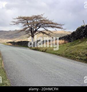 CUMBRIA, Regno Unito: Lone Tree sul lato di una stretta strada vuota nel Lake District National Park Foto Stock