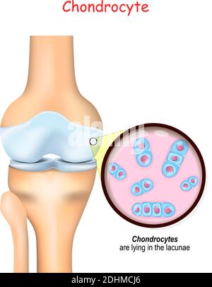 ginocchio e primo piano di cellule di una cartilagine. condrociti sono giacenti nelle lacunae e producono e mantengono la matrice cartilaginea, e collagene. Illustrazione Vettoriale