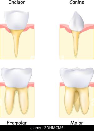 Diversi tipi di denti: Da canina e incisore a molari e premolari. Set di denti umani realistici. Dente, gomma e osso. Illustrazione vettoriale Illustrazione Vettoriale