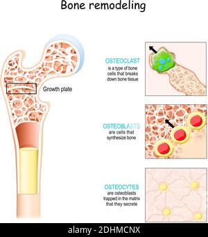 processo di rimodellamento osseo (riassorbimento, inversione, formazione e mineralizzazione). Osteoblast, osteoclasti e osteociti. Illustrazione vettoriale Illustrazione Vettoriale