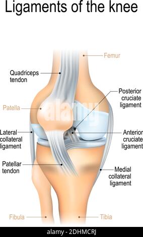 Legamenti del ginocchio. Legamenti crociati anteriori e posteriori, rotulei e quadricipiti, tendini, legamenti collaterali mediali e laterali Illustrazione Vettoriale