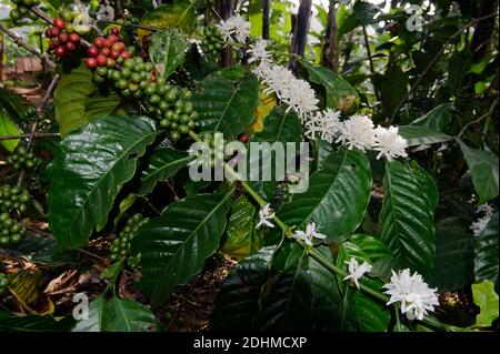Fiori e frutti di caffè arabo (Coffea arabica) da Biwindi, Uganda meridionale. Foto Stock