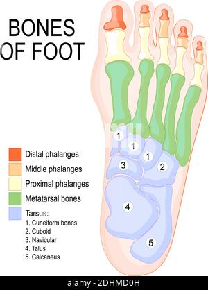 Ossa del piede. Anatomia umana. Il diagramma mostra il posizionamento e i nomi di tutte le ossa del piede. Illustrazione Vettoriale