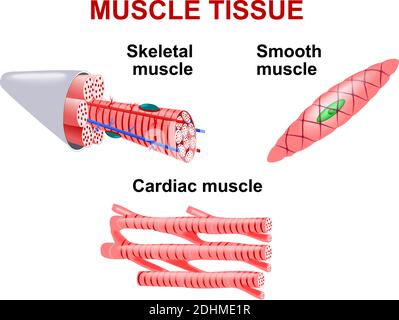 Tipi di tessuto muscolare. Muscolo scheletrico, muscolo liscio, muscolo cardiaco. Illustrazione Vettoriale