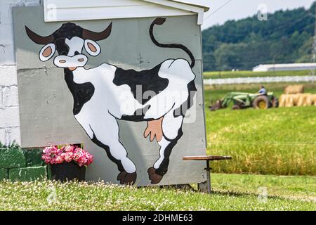 Alabama Alexandria Wright allevamento caseario vitelli mucche pascolo, all'ingrosso produttore di formaggio fattoria latte mucca murale, Foto Stock
