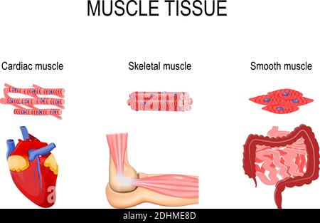 Tipi di tessuto muscolare. Muscolo scheletrico (articolazione a gomito), liscio (tratto gastrointestinale) e muscolo cardiaco (cuore). Organi interni umani Illustrazione Vettoriale