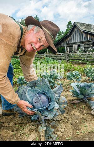 Alabama Dothan Landmark Park Living History Farm 1890's, contadino che raccoglie cavolo giardino, Foto Stock