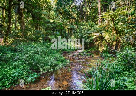 La foresta pluviale e un piccolo ruscello nel Parco Nazionale impenetrabile di Biwindi, Uganda. Foto Stock